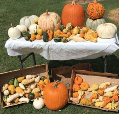Halloween pumpkins and gourds preorders