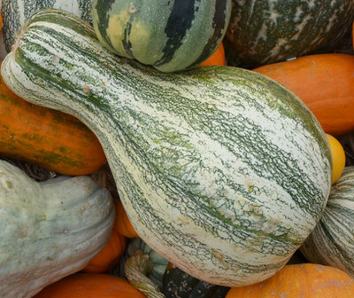 Pumpkin, Cushaw Green Striped