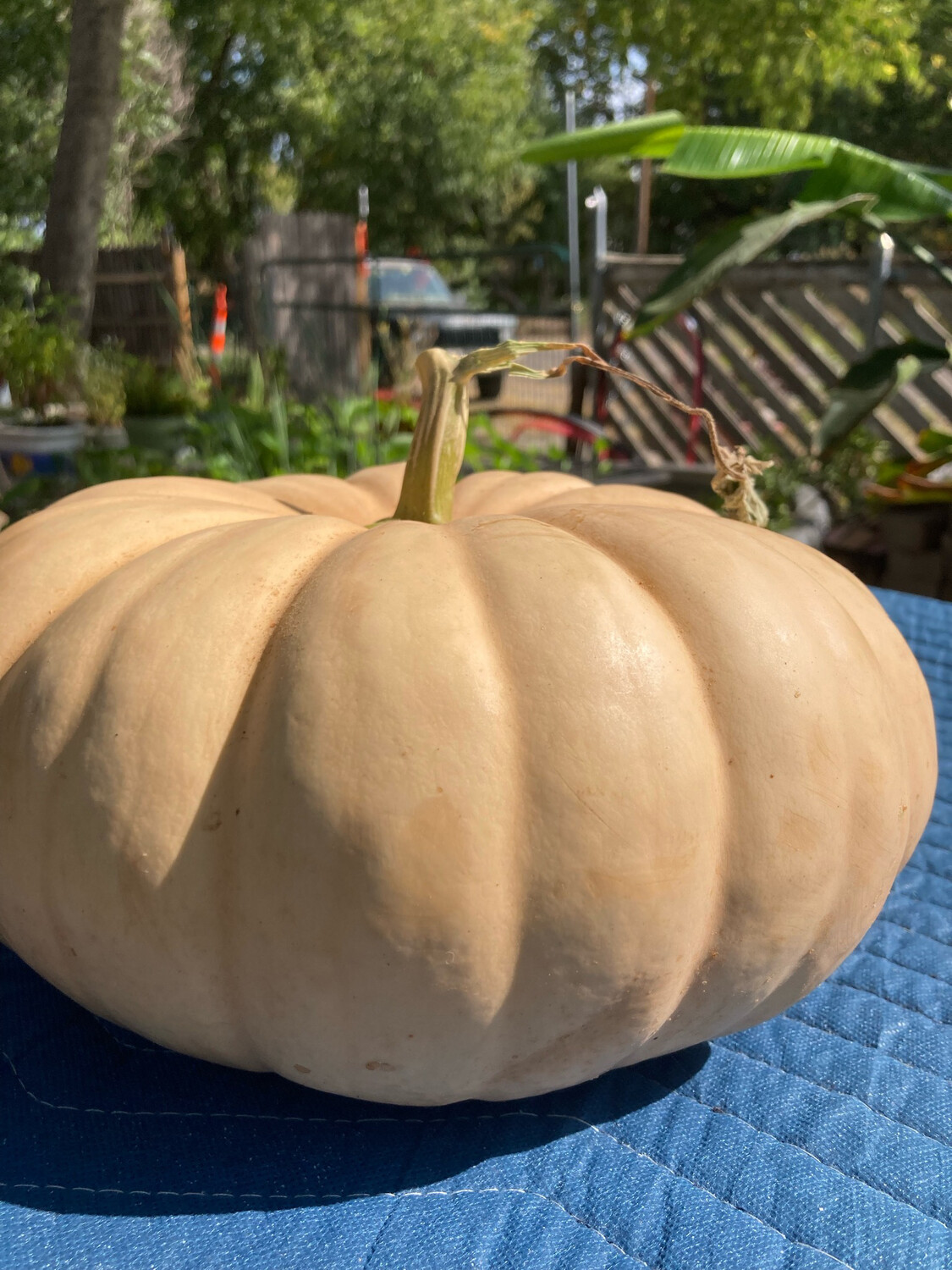 Long Island Cheese Pumkins