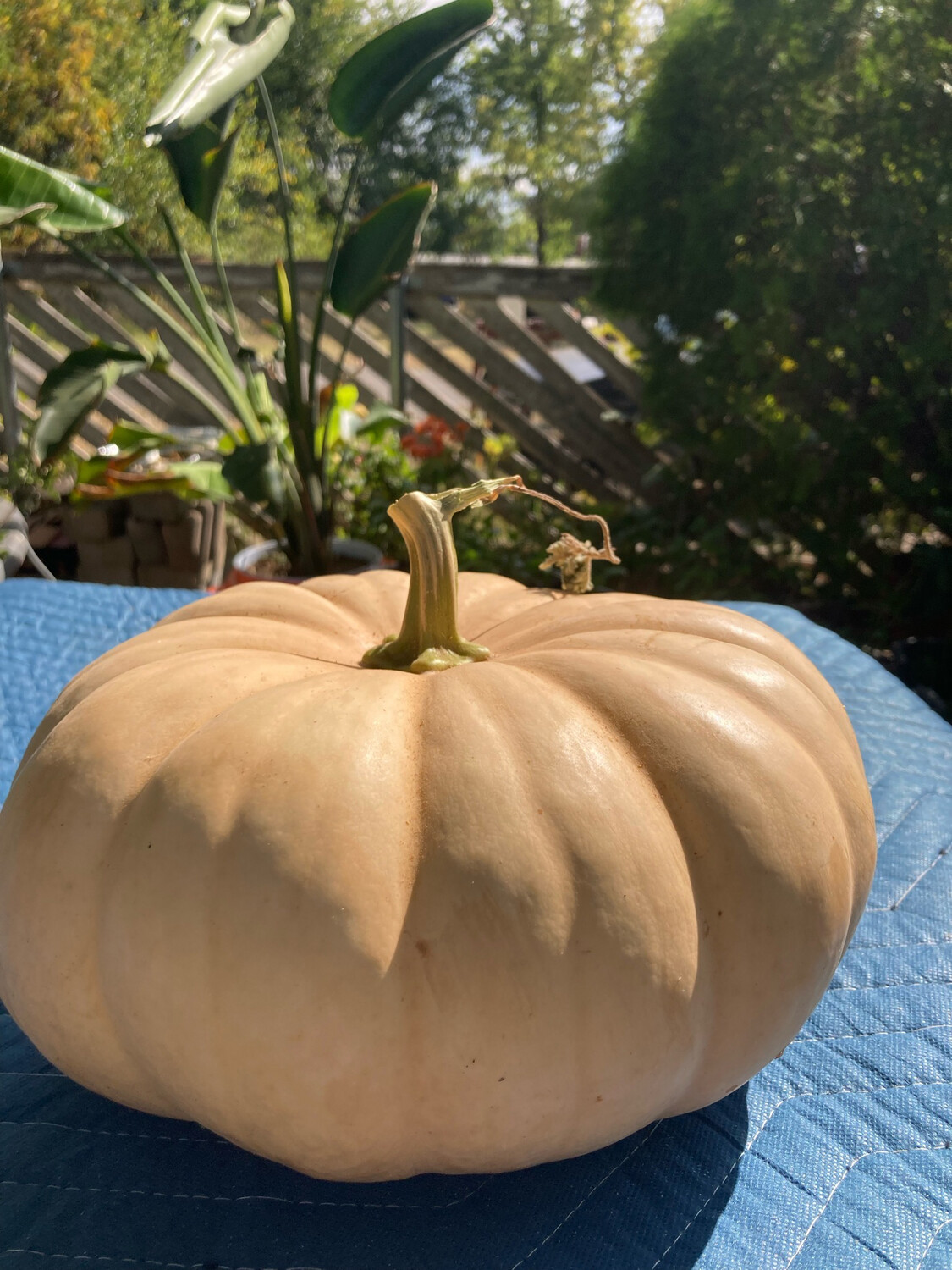 Long Island Cheese Pumkins