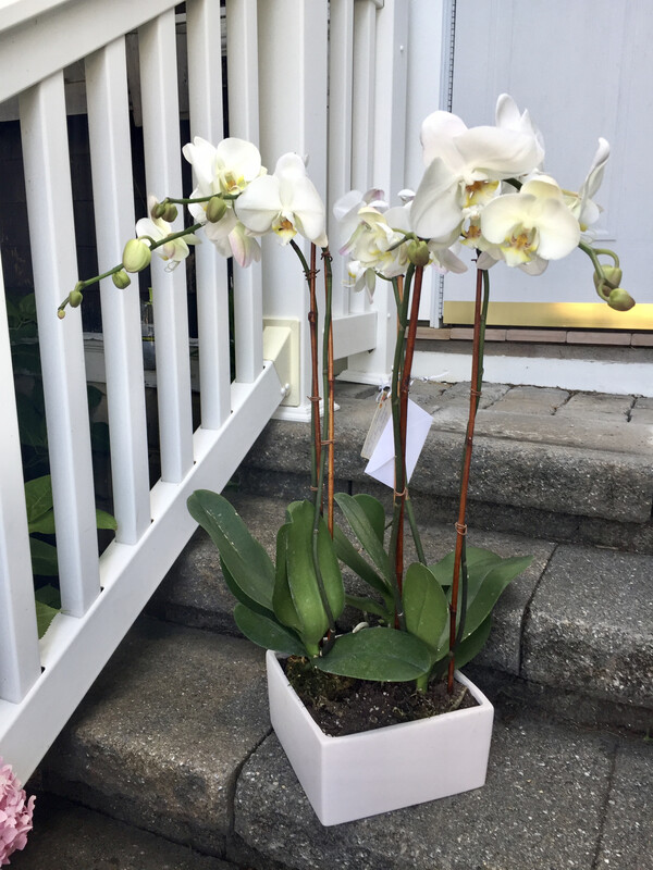 $200 Live Orchid Plants in Ceramic Planter - Special Order - Allow A Few Days To Arrive