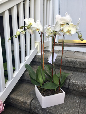 $200 Live Orchid Plants in Ceramic Planter