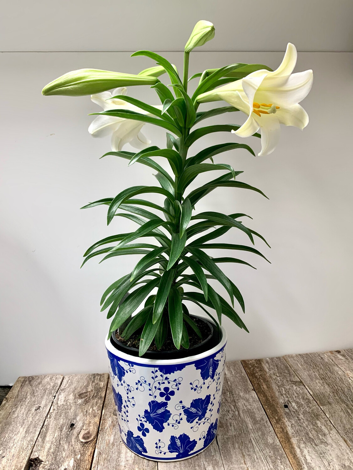 45 Live Lily Plant in Premium Planter
