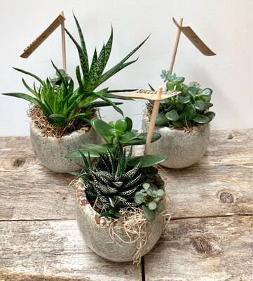 $55 Live Succulent Plants (Set of 3) in Ceramic Planters