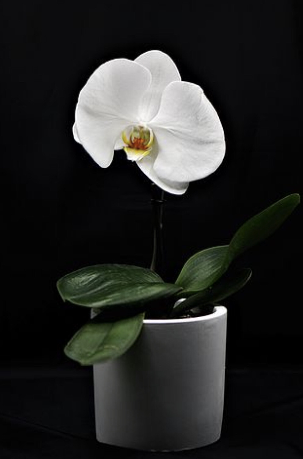$70 Single Live Orchid Plant in Ceramic Planter - Orchid Color And Variety May Vary Based On Availability 