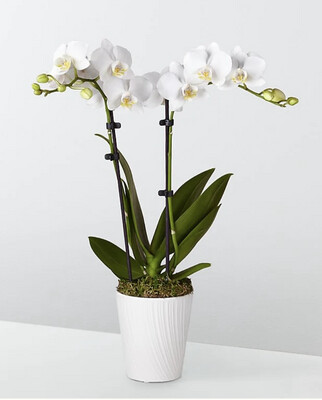 $95 Double Bloom Live Orchid Plant in Ceramic Planter