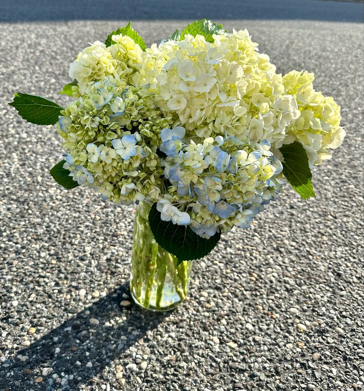 $150 Seasonal Fresh 15-Stem Hydrangea Vase Arrangement