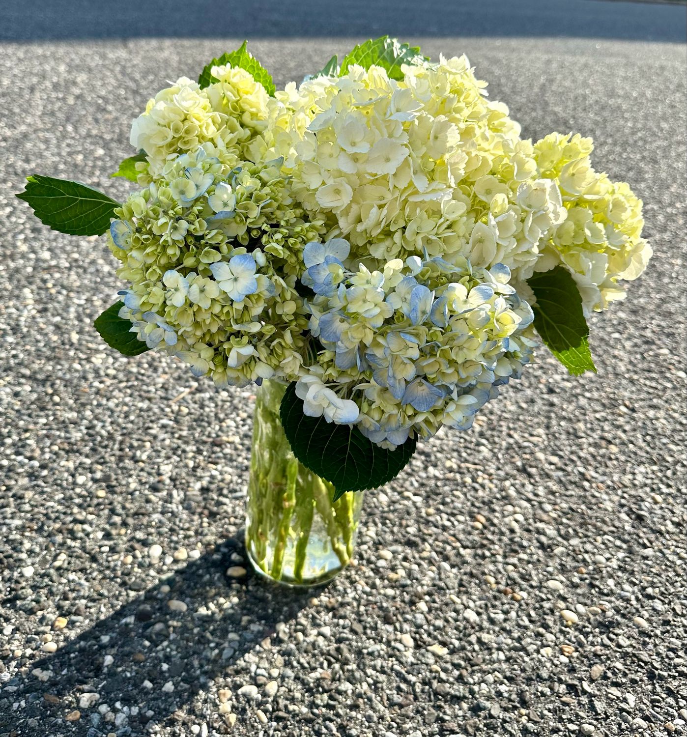 $150 Seasonal Fresh 15-Stem Hydrangea Vase Arrangement