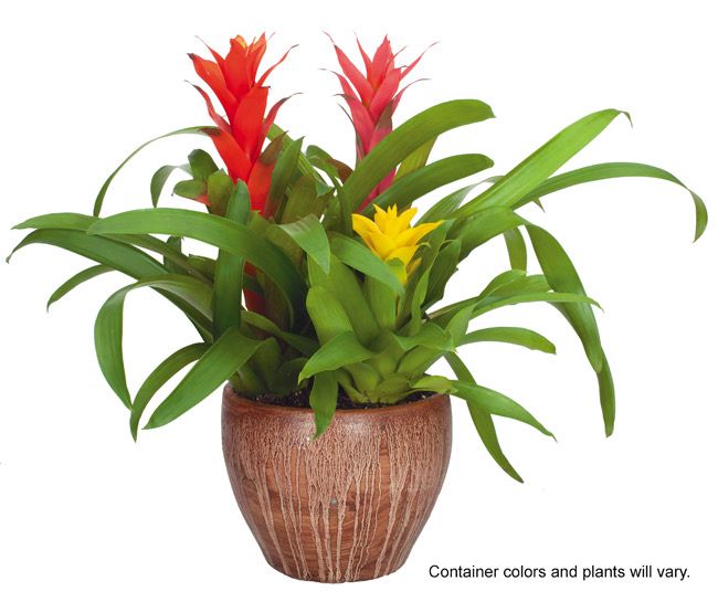 $90 8-Inch Exotic Ceramic Bromeliad Garden - Special Order - Allow A Few Days To Arrive