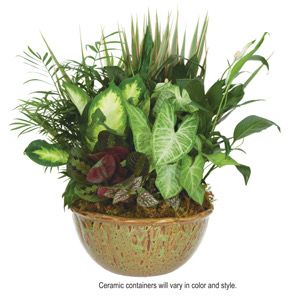 $150 12-Inch Ceramic Dish Garden - Special Order - Allow A Few Days To Arrive