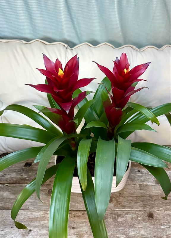 $90 12-Inch Ceramic Bromeliad Garden