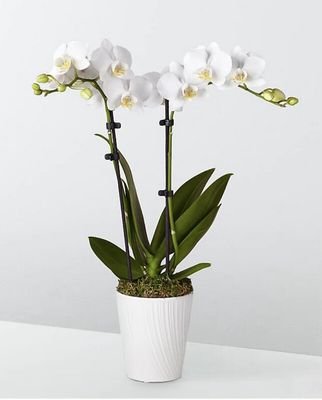 a double bloom white orchid plant in a white ceramic container - perfect for coastal home decor in Stone Harbor NJ