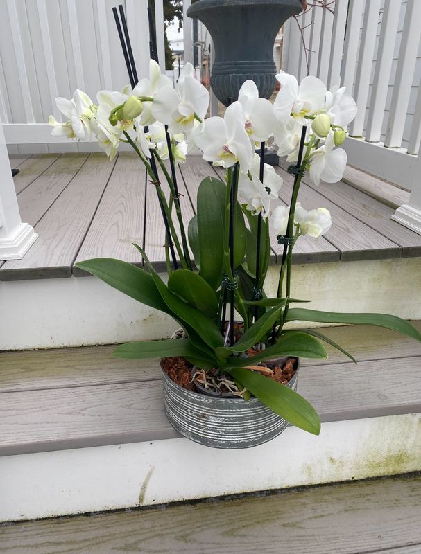 $200 Live Orchid Plants in Planter - Special Order - Allow A Few Days To Arrive