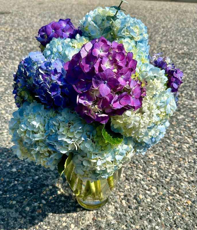 $150 Seasonal Fresh 15-Stem Hydrangea Vase Arrangement