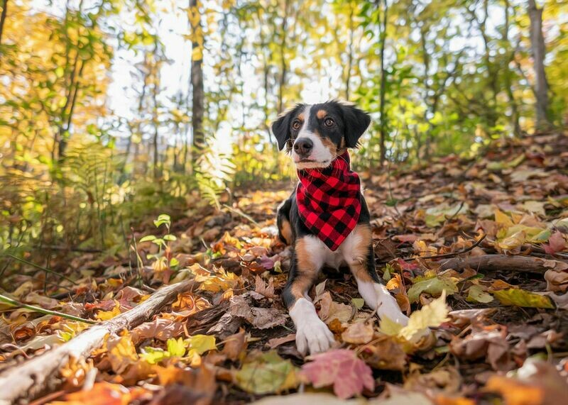 Buffalo Plaid Dog Bandanna Small Buffalo Plaid Dog Bandanna Small