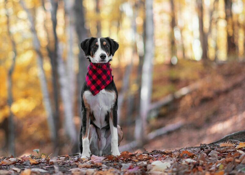 Buffalo Plaid Dog Bandanna Large Buffalo Plaid Dog Bandanna Large