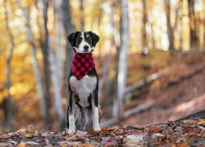 Buffalo Plaid Dog Bandanna Large Buffalo Plaid Dog Bandanna Large