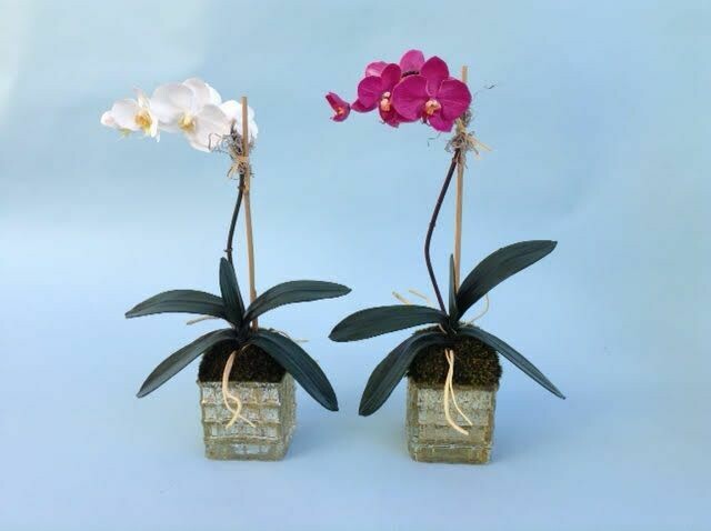 Mini elegant phalaenopsis in a small square waffle vase