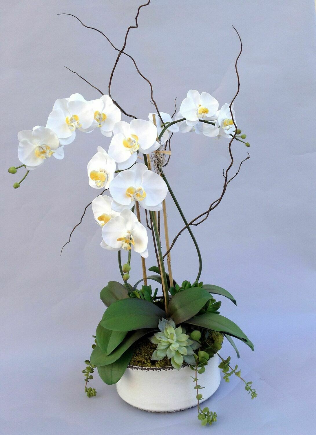 Triple Large Phalaenopsis x5 in a Large Rustic Bowl with Succulents
Cream/White   White or Black Bowl