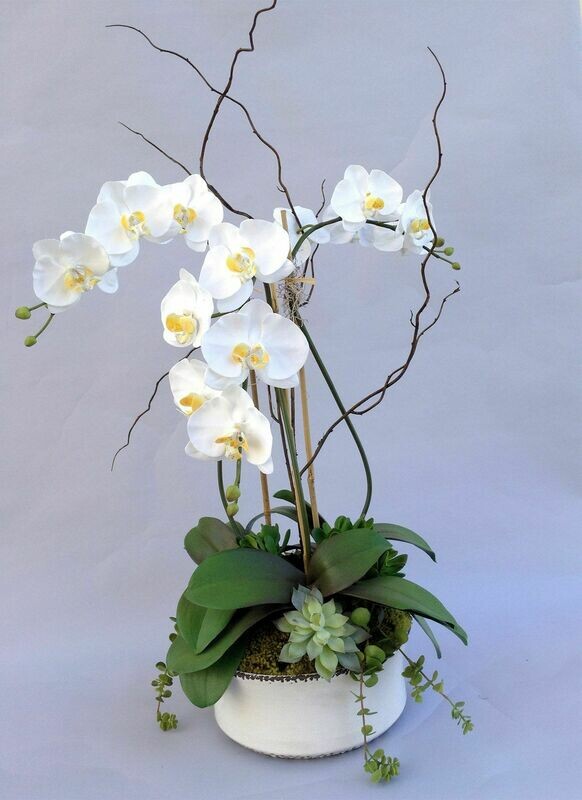 Triple Large Phalaenopsis x5 in a Large Rustic Bowl with Succulents
Cream/White   White or Black Bowl