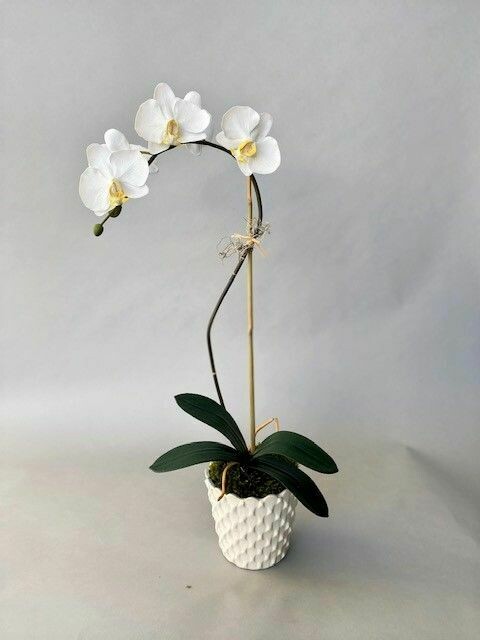 Medium Phalaenopsis in a White Scalloped Pot
