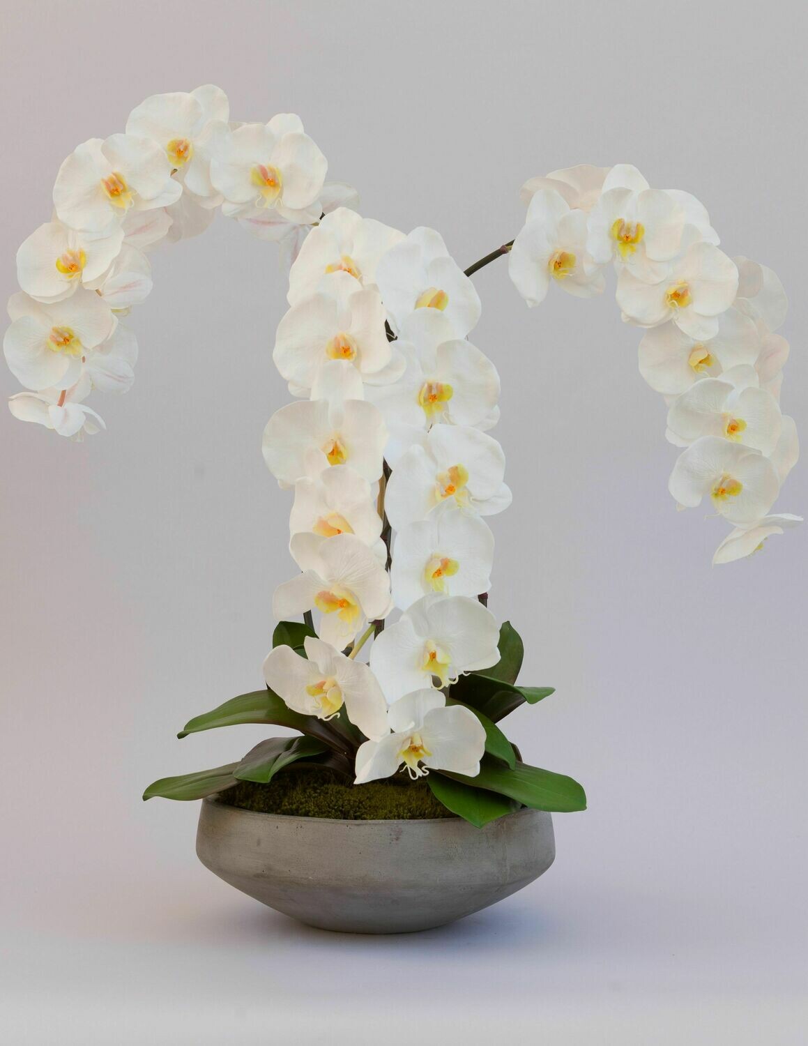 Triple Elegant Phalaenopsis x 12 in Round Concrete Bowl