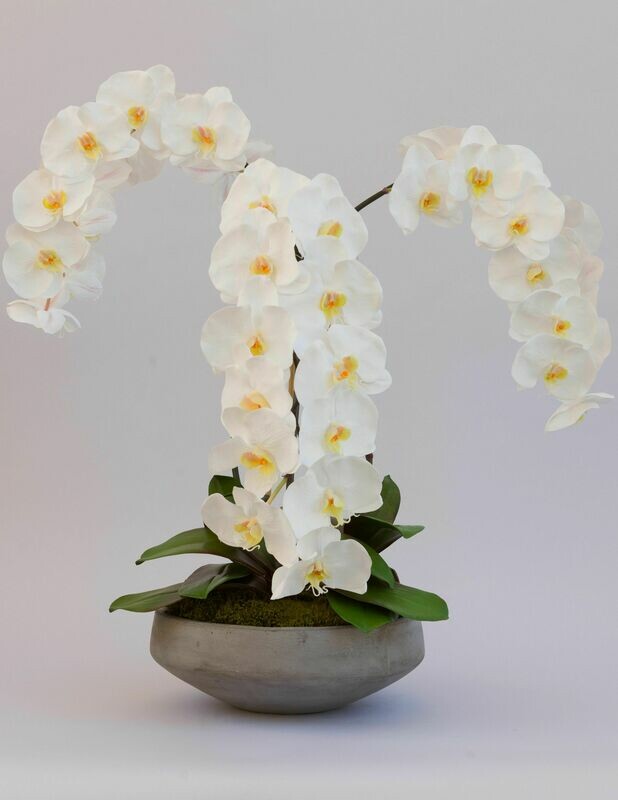 Triple Elegant Phalaenopsis x 12 in Round Concrete Bowl