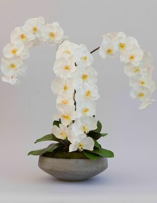 Triple Elegant Phalaenopsis x 12 in Round Concrete Bowl Triple Elegant Phalaenopsis x 12 in Round Concrete Bowl