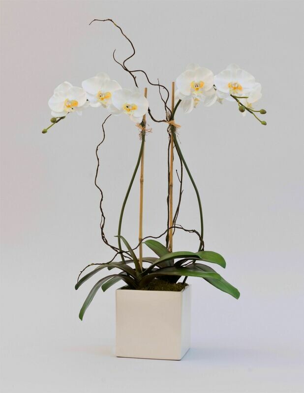 Double Phalaenopsis x 5 with Willow in Large White Ceramic Square