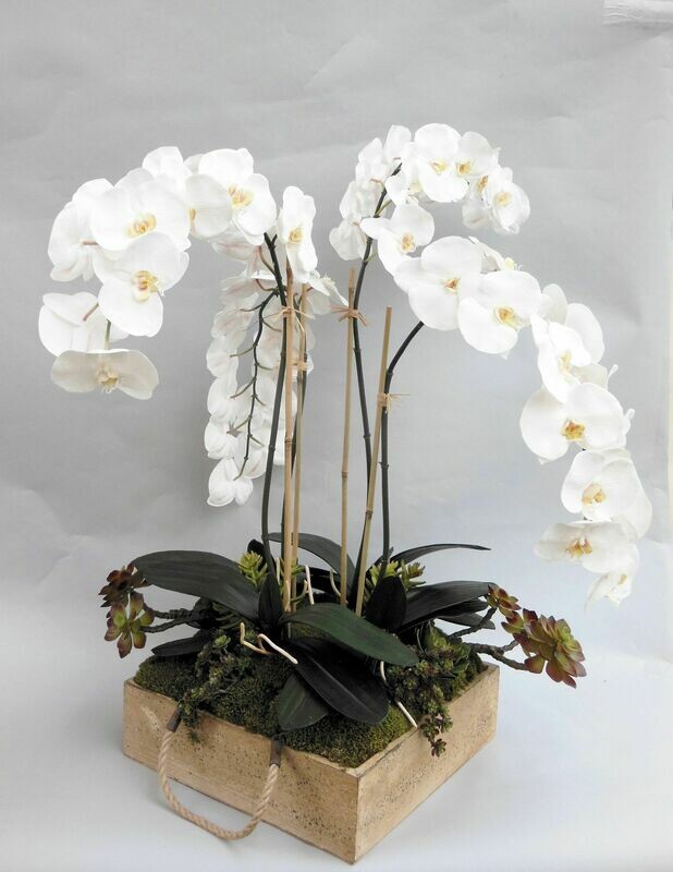 Mixed phalaenopsis in medium tan crackled wood box with rope handles