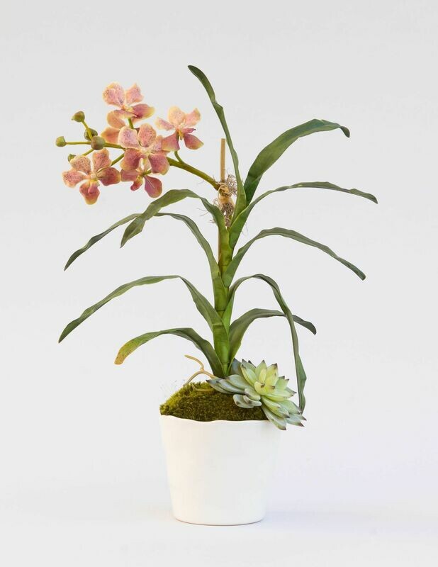 Amethyst vanda orchid with succulent in a small rippled edge ceramic