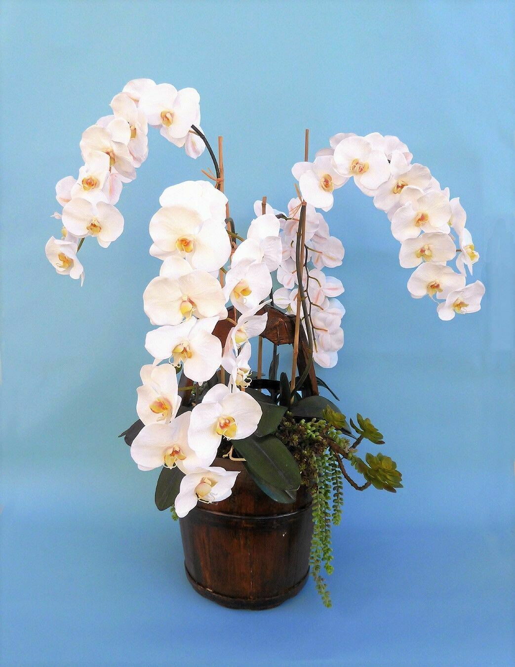 Elegant phalaenopsis x 4 orchid stems with succulents in a vintage hand made water bucket
