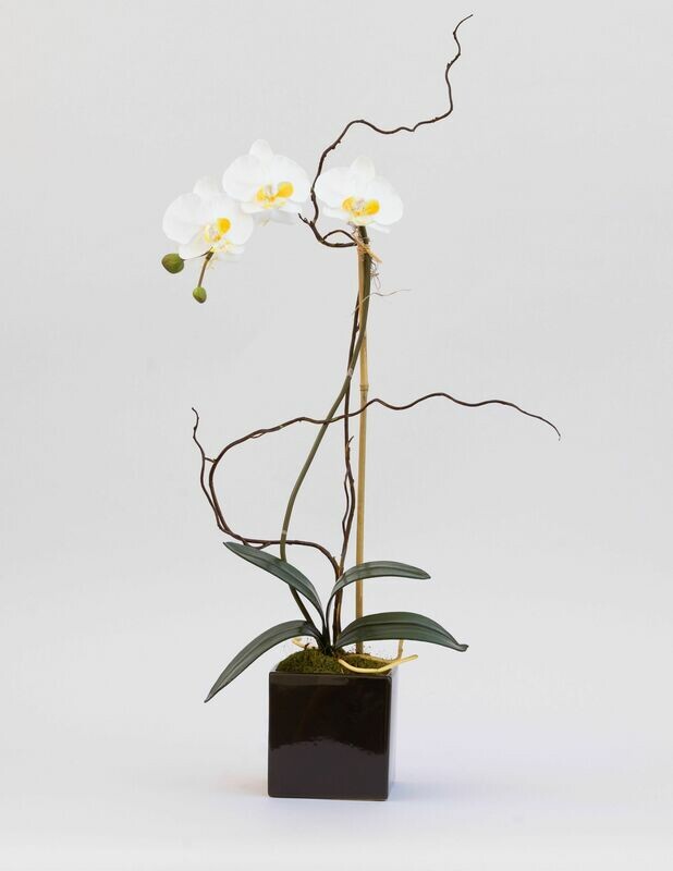 Medium Phalaenopsis Orchid in Small Black Ceramic       
Cream/ White