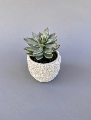 Frosted Agave succulents in an Extra Small White Coral Pot
Dusty/Green