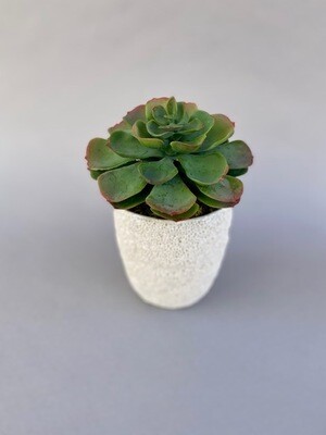 Round Echeveria in a Small White Coral Pot
Green/Mauve