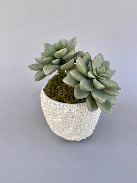 Pointed Agave in an Extra Small White Coral Pot
Dusty