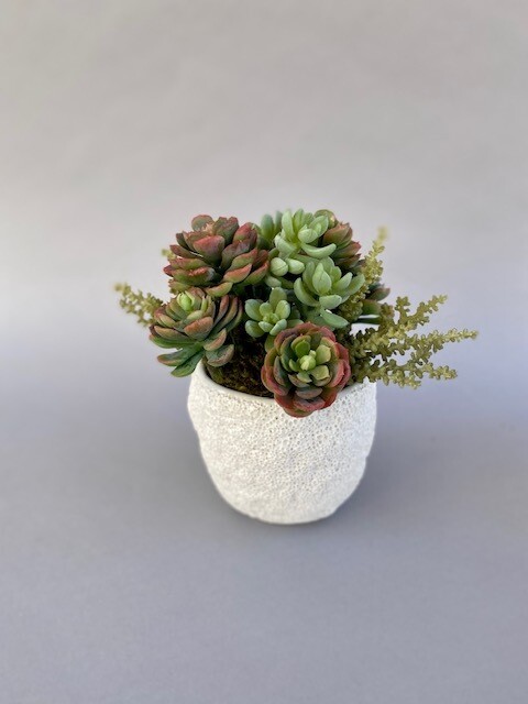 Ice plant, triple mini cabbage and mini popcorn succulents in a medium white coral pot