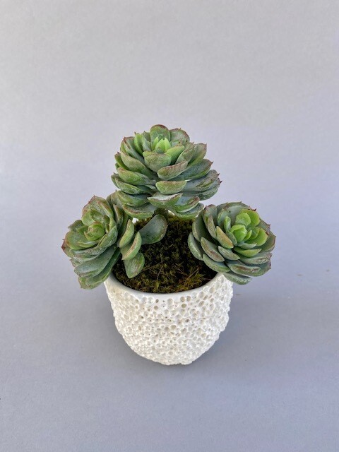 Triple Mini Cabbage in an Extra Small White Coral Pot
Dusty/Green
