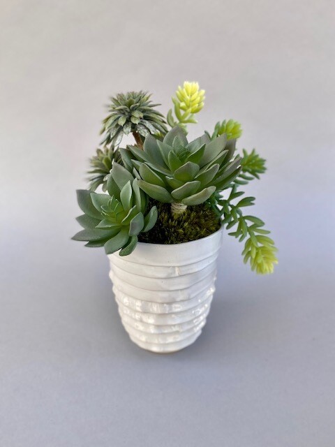 Dusty echeveria, triple palm and dusty sedum succulents in a small white ribbon wrap pot