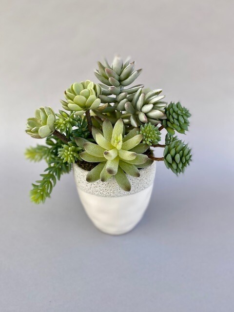 Dusty sedum and mixed agave succulent in a small coral rim ceramic