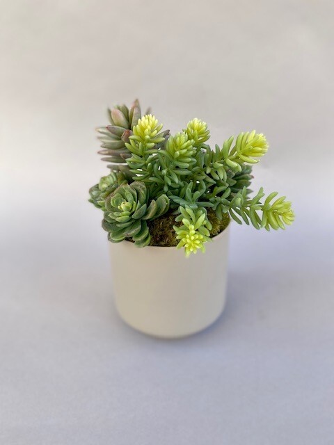 Mixed sedum and mini cabbage echeveria succulents in a small gray ceramic