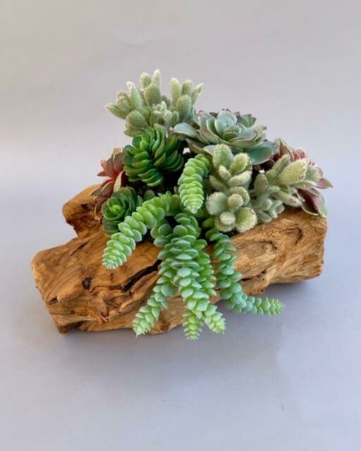 Teak wood vase with mixed succulents