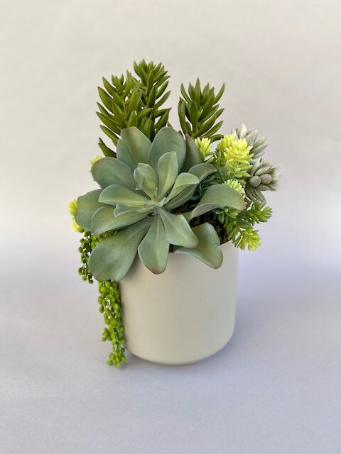 Spiky jade, fat sedum with kalonchoe in a large gray ceramic