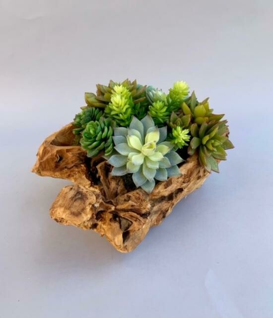 Teak wood container with mixed echeverias and mixed sedum succulents