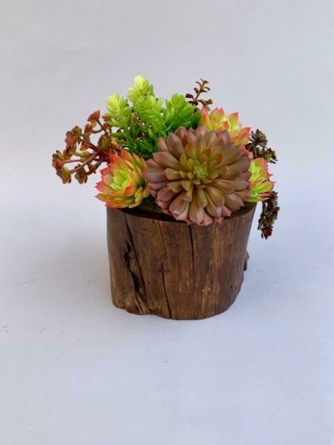 Wood stump container with jade, echeverias and sedum echeverias