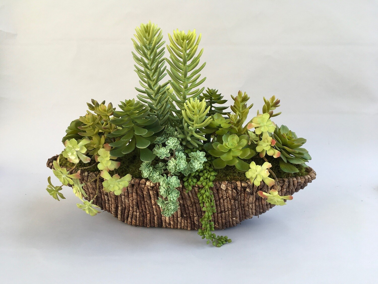 Mixed echeveria, and string of pearls