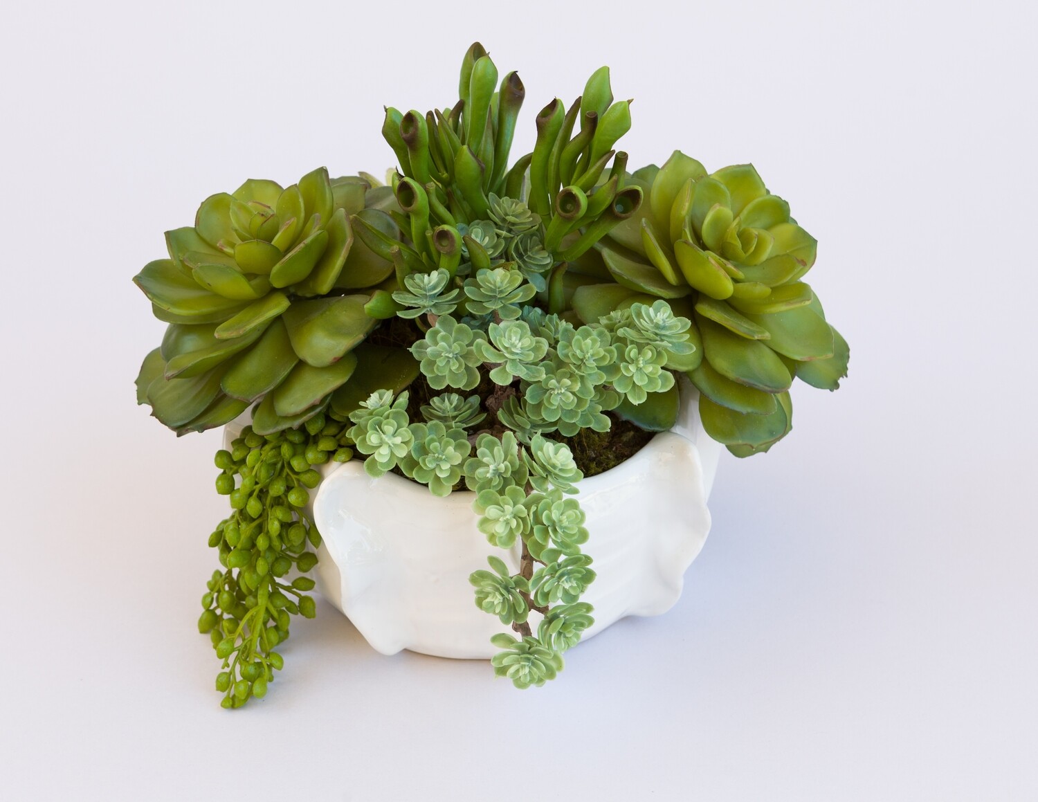 Coral sedums and mixed echeverias succulents in a white wave ceramic