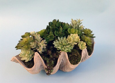 Jade, sedum and agave succulents in an open clam shell