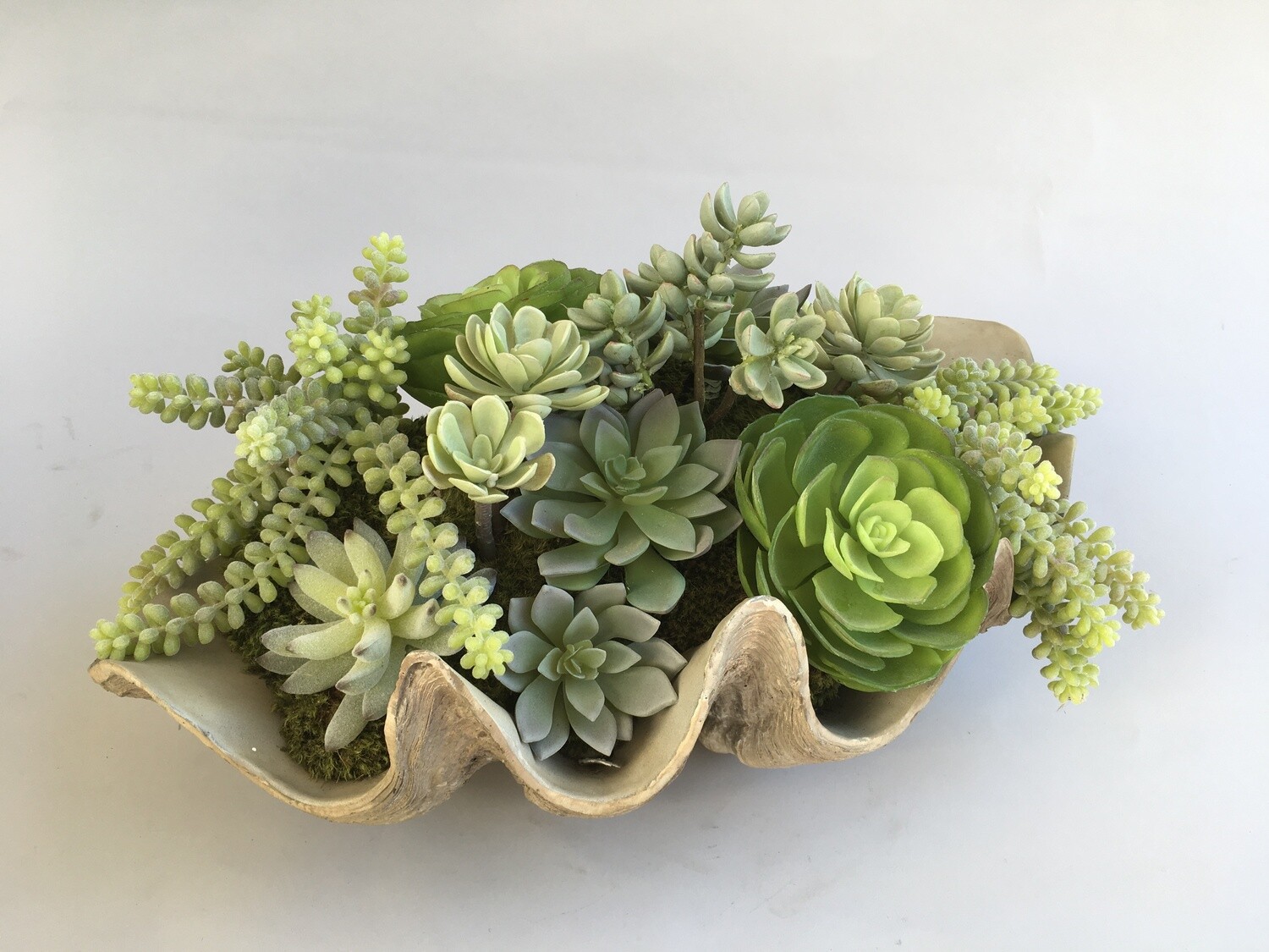 Dusty echeverias, ice plant, sedum and agave succulents in a clam shell