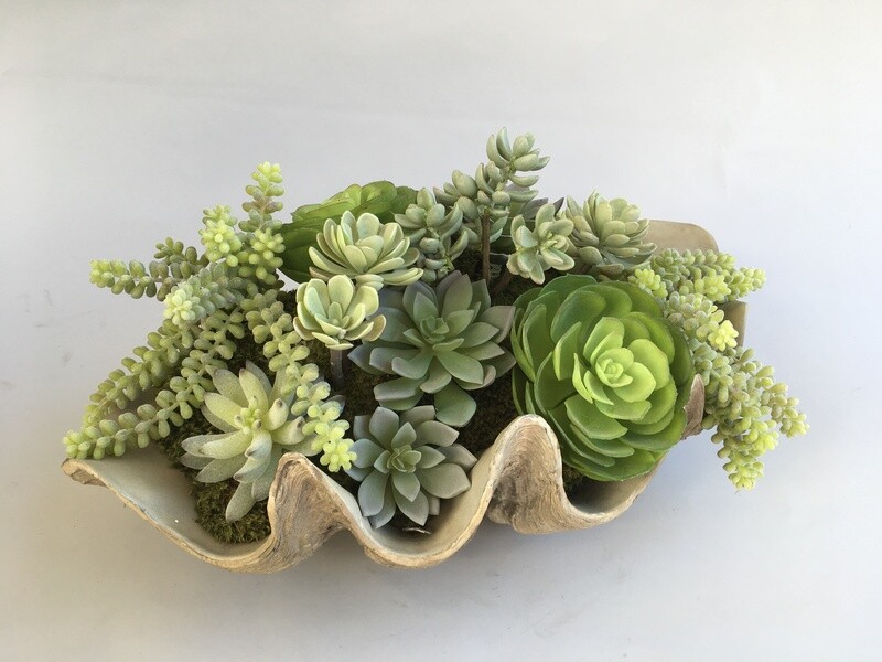 Dusty echeverias, ice plant, sedum and agave succulents in a clam shell